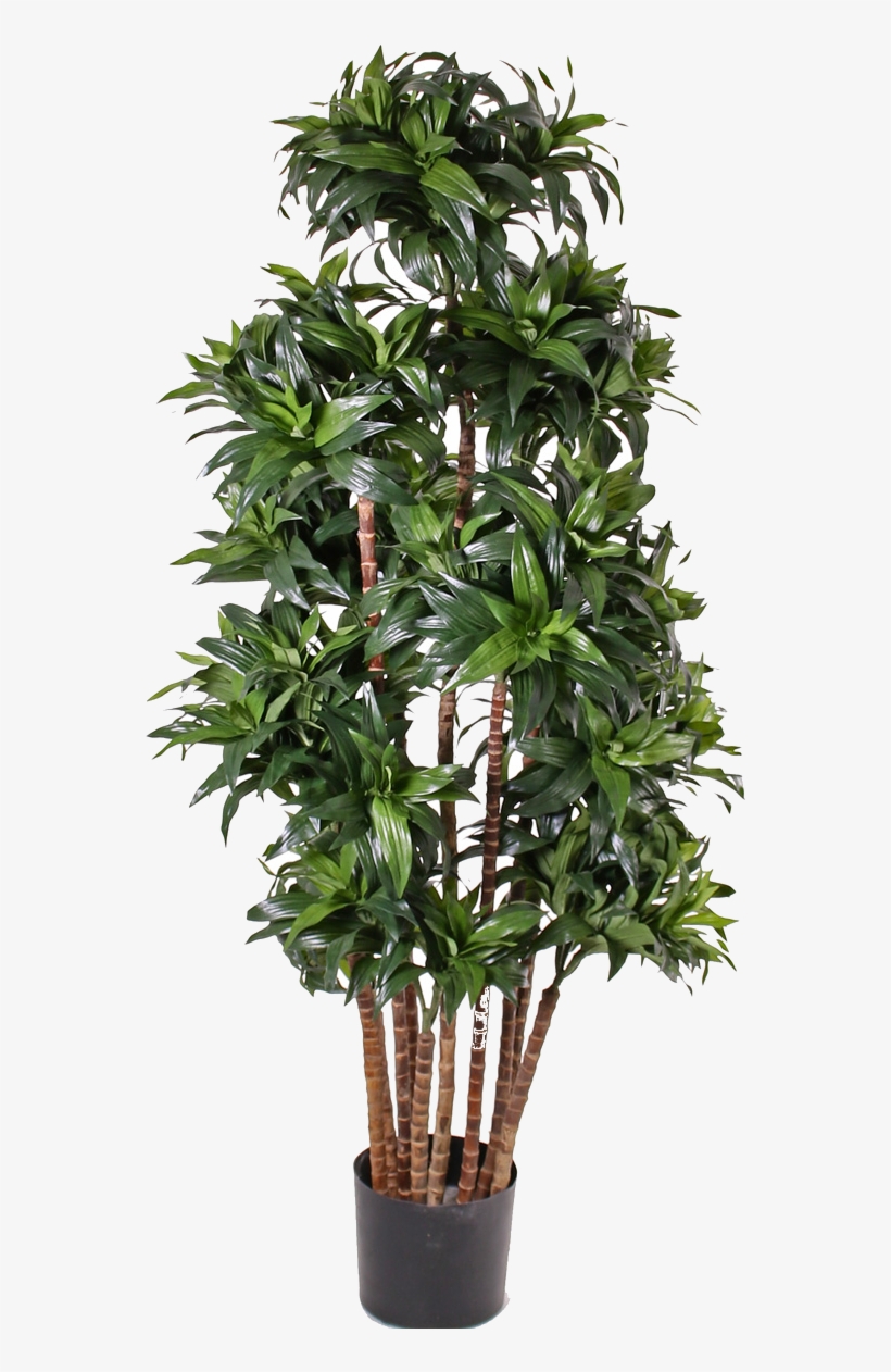 New Trends In Restaurants Have Broken Through Are They - Dracaena Fragrans, transparent png