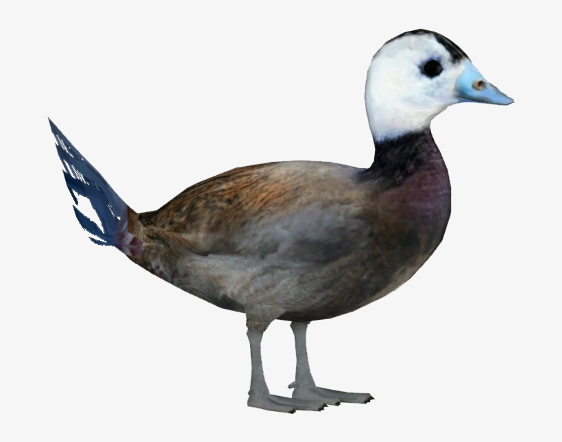 White-headed Duck M - Duck, transparent png
