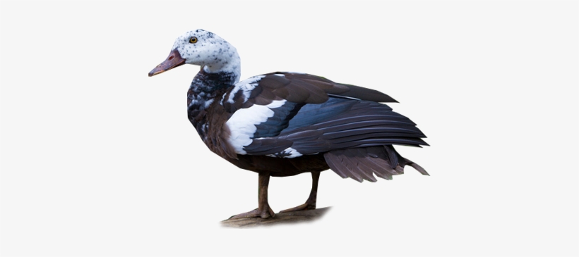 White-winged Duck, transparent png