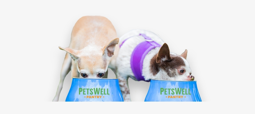 Dogs Eating Food - Food, transparent png