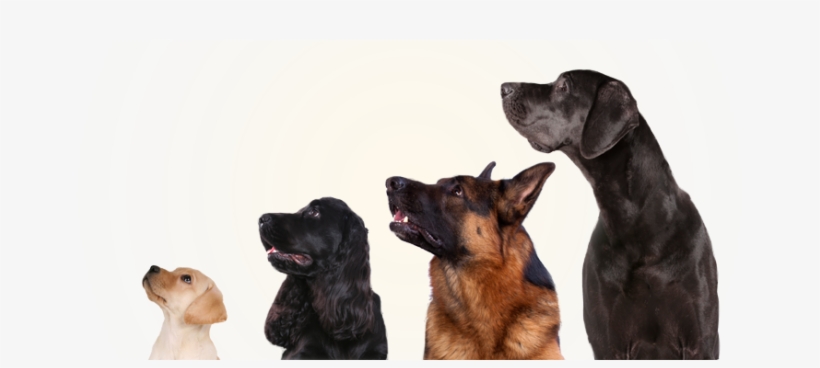 Dogs - H3 Essentials - Probiotics For Dogs - For Immune, transparent png