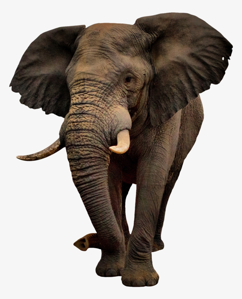 Imagenes De Elefantes Png 813x983 Png Download Pngkit