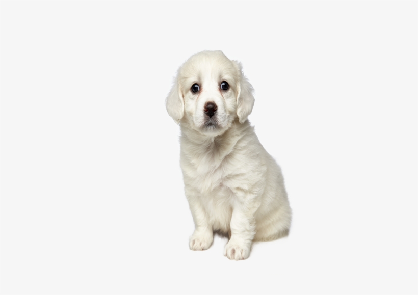 Clipping Mask Clipping Mask - Clipping Path, transparent png