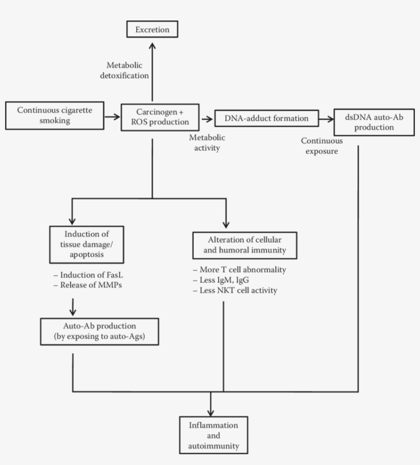 1 Effect Of Smoking On The Immune System - Smoking, transparent png