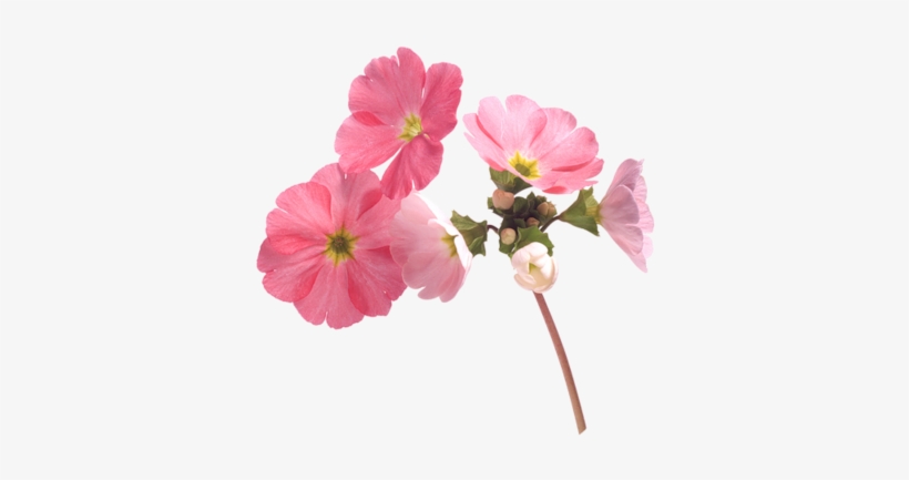 177 Images About Flower Png On We Heart It - Wallpaper, transparent png