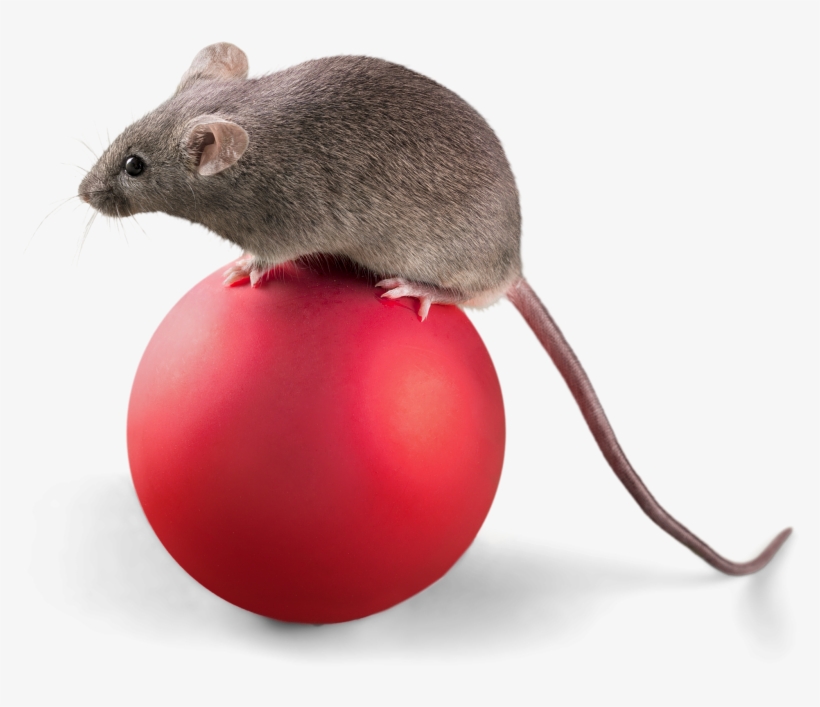 Cartoon Mickey Mouse - Mice Png, transparent png