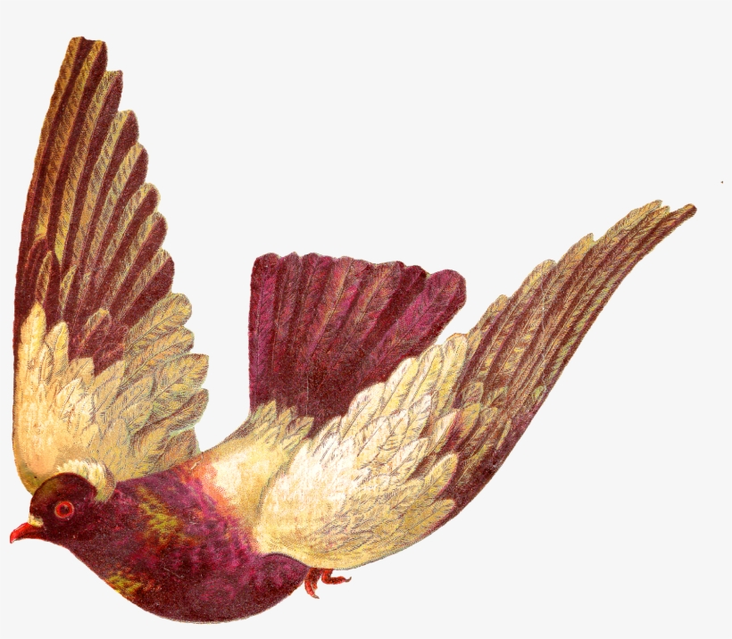 Digital Pigeon Download - Pigeon Bird Images Download, transparent png
