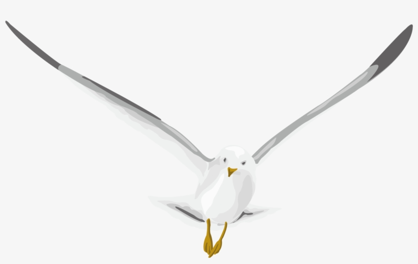 Pigeon Png - Typical Pigeons, transparent png