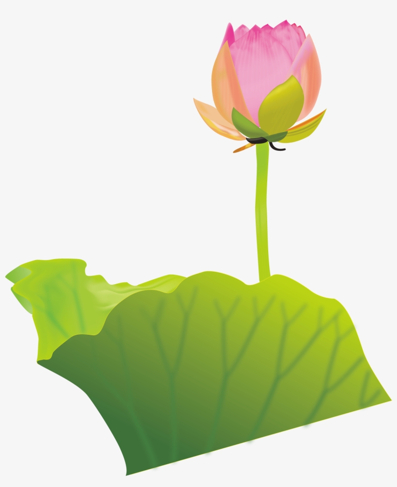 Lotus Clipart Australian Flower - Bong Sen Phat Giao, transparent png