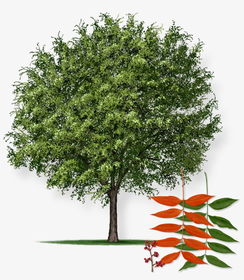 This Tree Starts Out As An Unattractive And Misshapen - Chinese Pistache Tree Png, transparent png