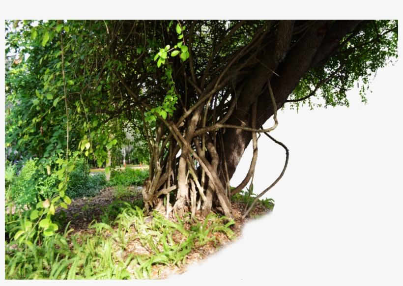 Transparent Jungle Tree Png, transparent png