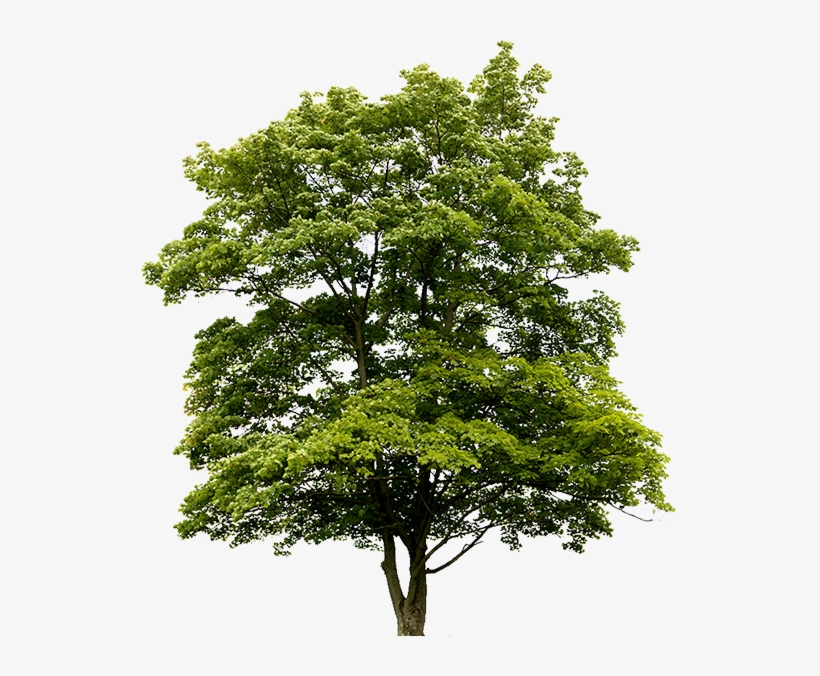 24/7 Emergency Tree Removals - 用聖經經文開拓人生(二版)新譯本:改變生命的500句經文, transparent png