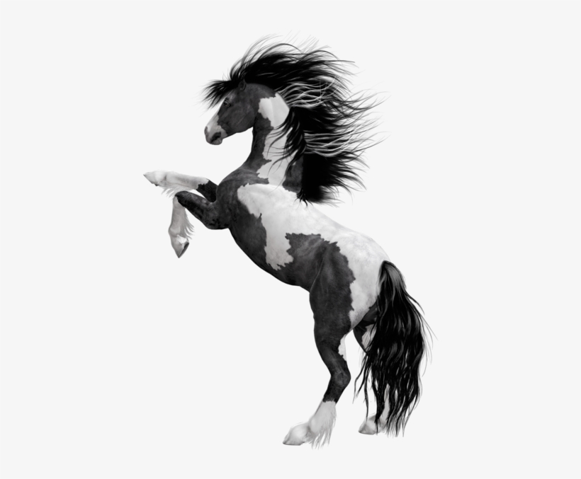 0, - Black Horse Png Hd, transparent png