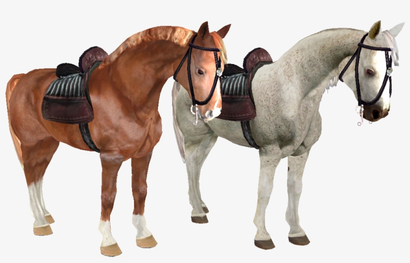 Author Images - Horse, transparent png