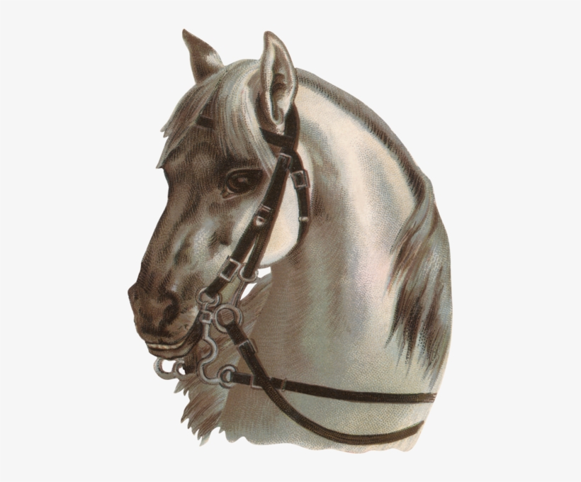 Png At Resmi Horse Png Image - Horses And Harness Photography, transparent png