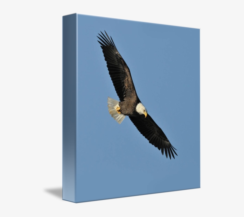 Abmovie Mighty Eagle Flying Png Source - Kilobyte, transparent png