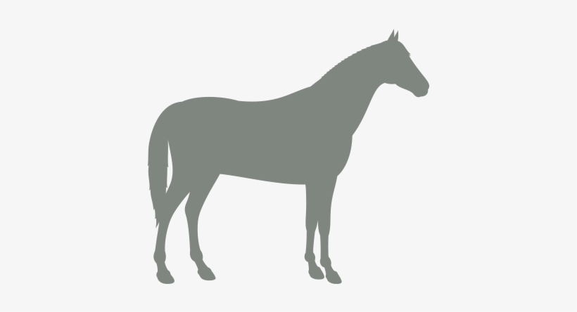 Hourse - Horse Irish Hunter Black, transparent png
