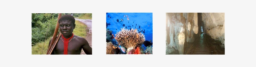 Andaman Island Tour - Great Barrier Reef Coral, transparent png