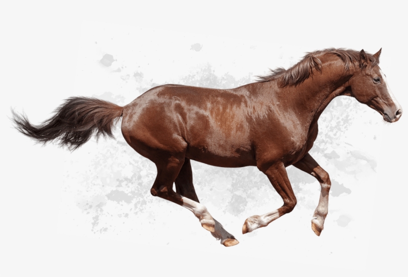 Behorseriding A - Riding Horse Png Hd, transparent png