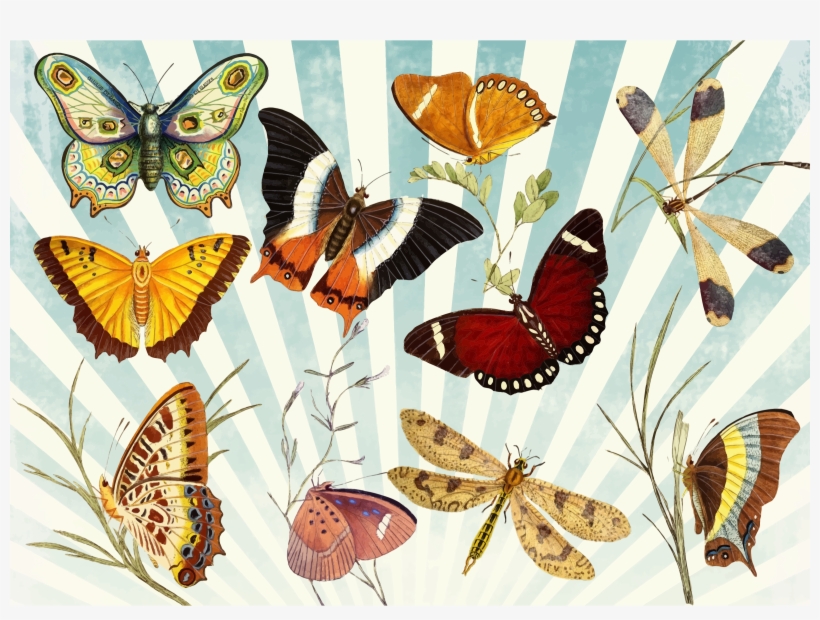 This Free Icons Png Design Of Butterflies And Dragonflies, transparent png