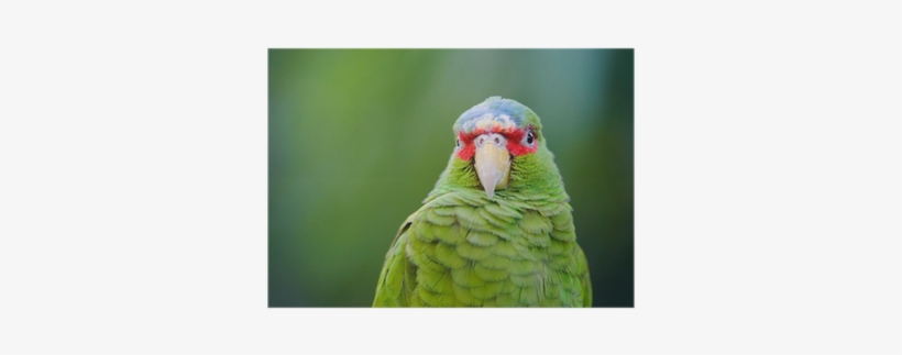 Parrot, transparent png