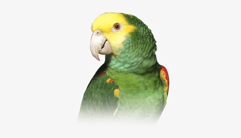 Amazon Parrot - Double Yellow Amazon Parrot, transparent png