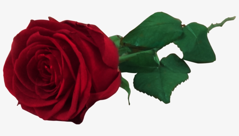 Red Rose Flower Free Png Transparent Images Free Download - Red Rose Png, transparent png