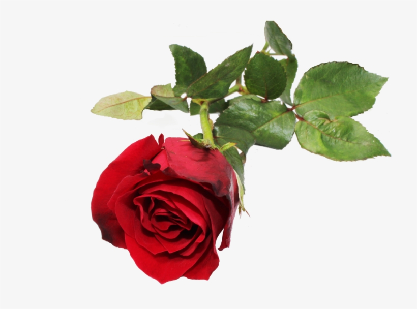 Red Rose Flower - Rose, transparent png