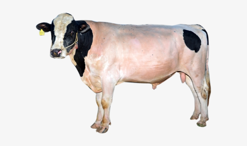 View More Rondo - Dairy Cow, transparent png