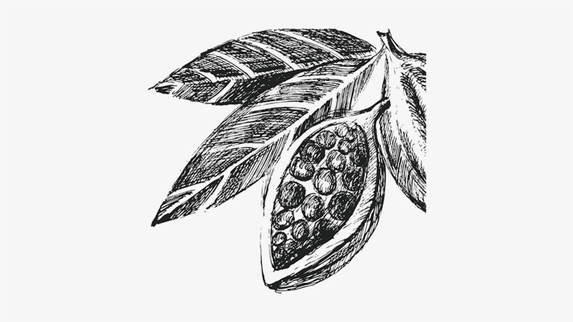 Home - Cacao Beans Mug, transparent png