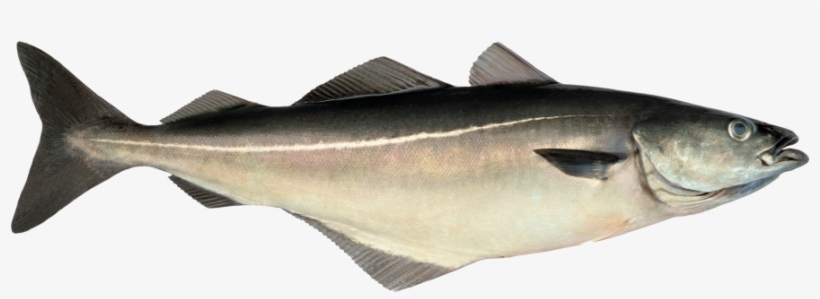 Sei Sjomatradet Eiliv Leren - Saithe, transparent png