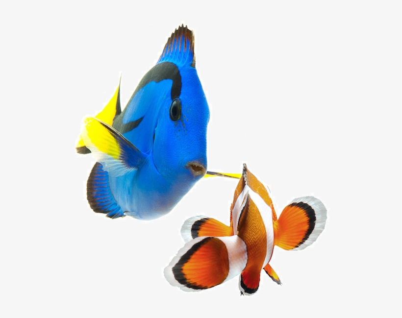 Fresh & Saltwater Fish - Saltwater Fish Png Small, transparent png