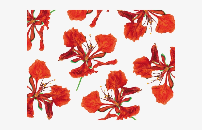 Tabachinesfresno On Twitter - Flame Tree Flower Png, transparent png