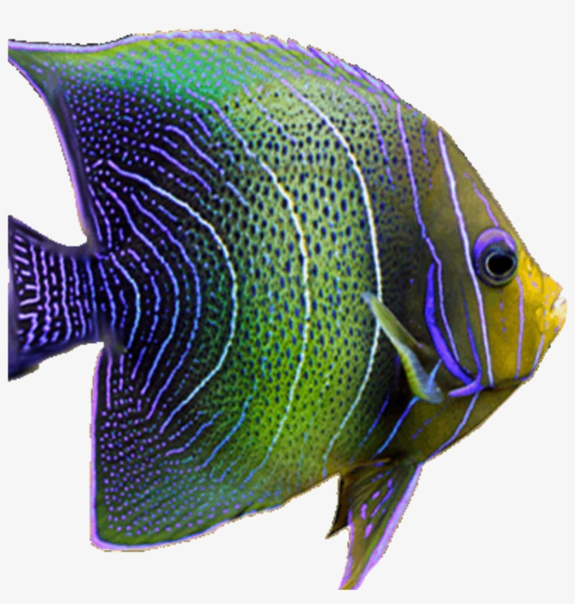Fish Neon Tropical Sea Fishes Freetoedit - Fish, transparent png