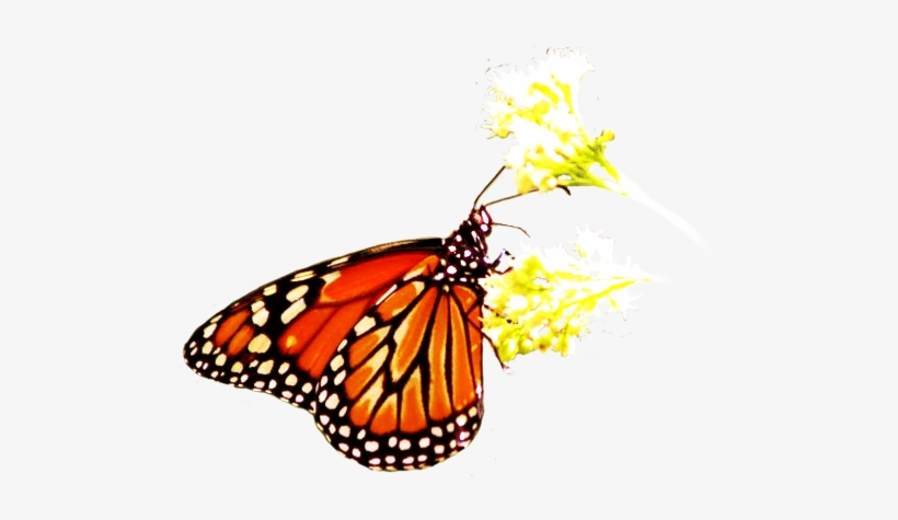 Gallery Sylvia Galvan - Butterfly On Flower Png, transparent png