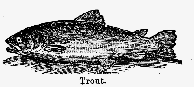 A Wonderful Crafting Project For These Fish Illustrations - Clip Art, transparent png