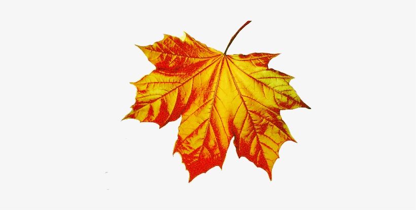 Blue Autumn Leaf Png, transparent png