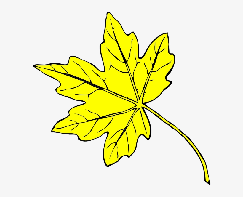 Fall Leaves Drawing Png, transparent png