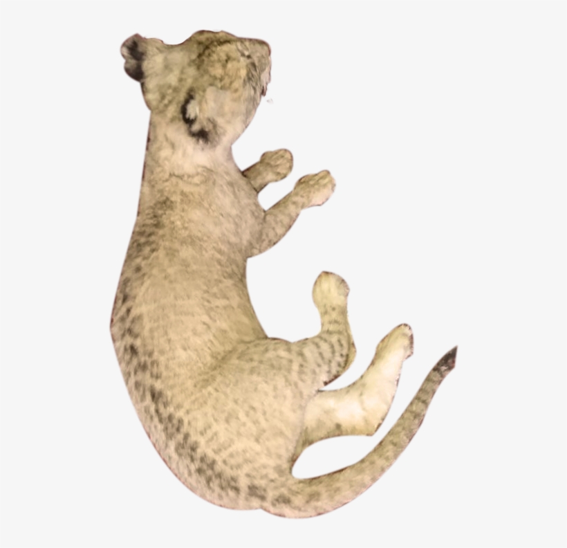 Baby Lion Full Mount Lying Down Bl - Puma, transparent png