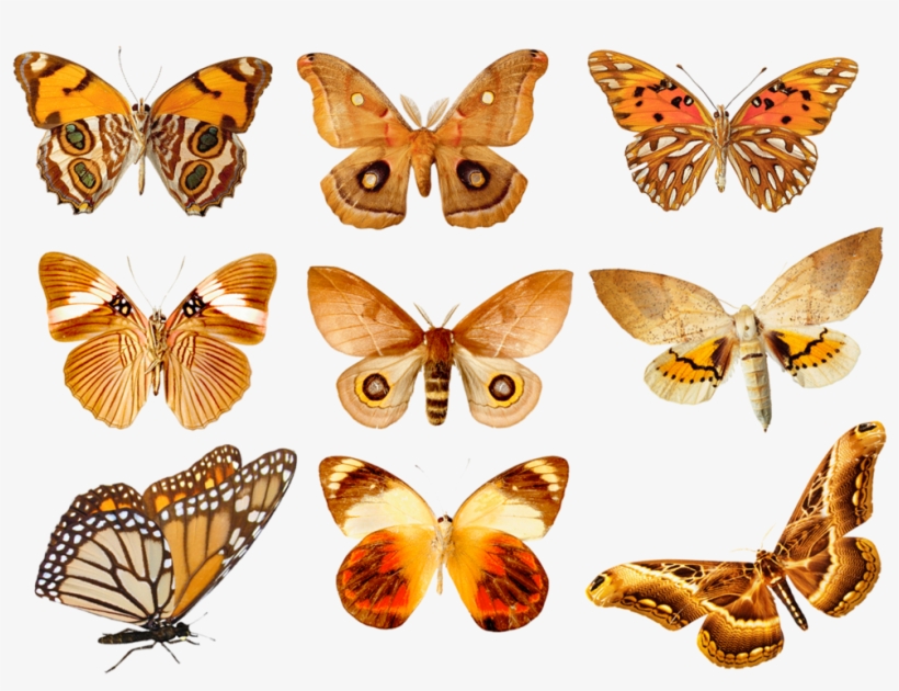 Butterflies3 Png By Absurdwordpreferred On Deviantart - Orange Butterfly In Groups, transparent png