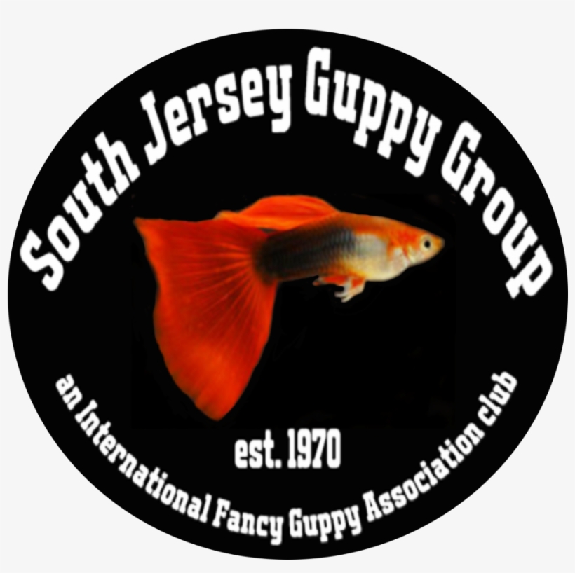 Can't Wait To Hear What Types Of Fancy Guppies You - Guppy Fish Food Labels, transparent png