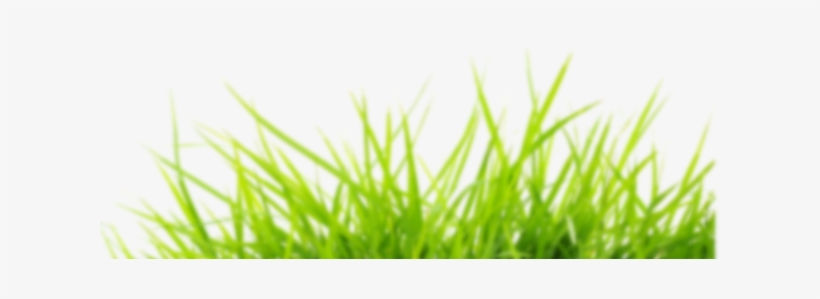 Grass Png, transparent png