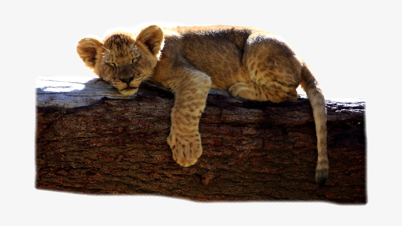 Photo Of A Lion Laying On A Rock Looking At Camera - San Diego, transparent png