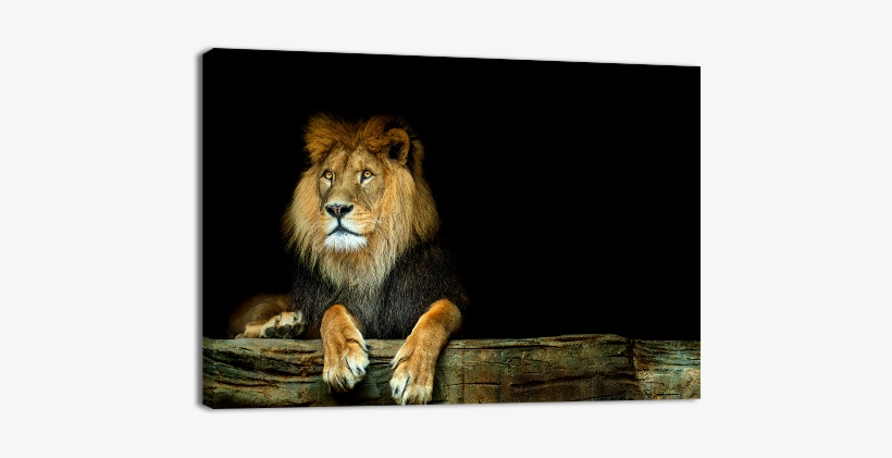 Lion Sitting On A Rock - Stock Photography, transparent png