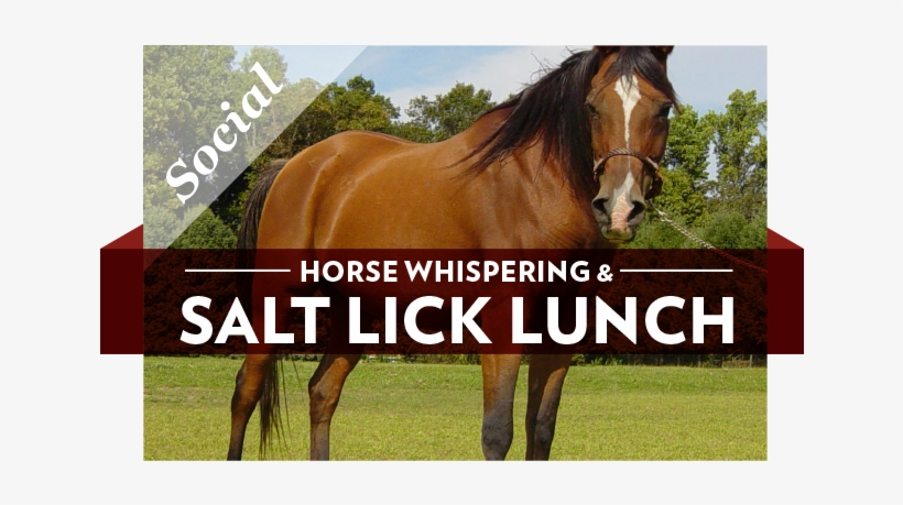 Trailrides, transparent png