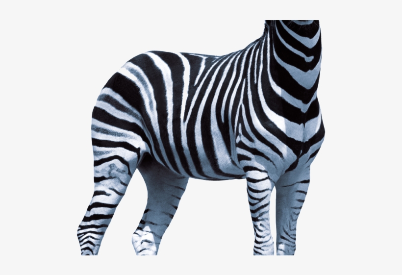 Zebra Png Transparent Images - Zebra Transparent Png, transparent png