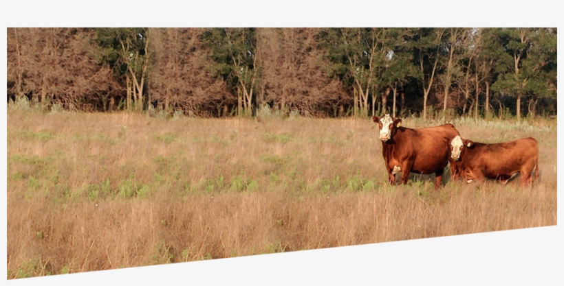 Prbheader - - Beef, transparent png