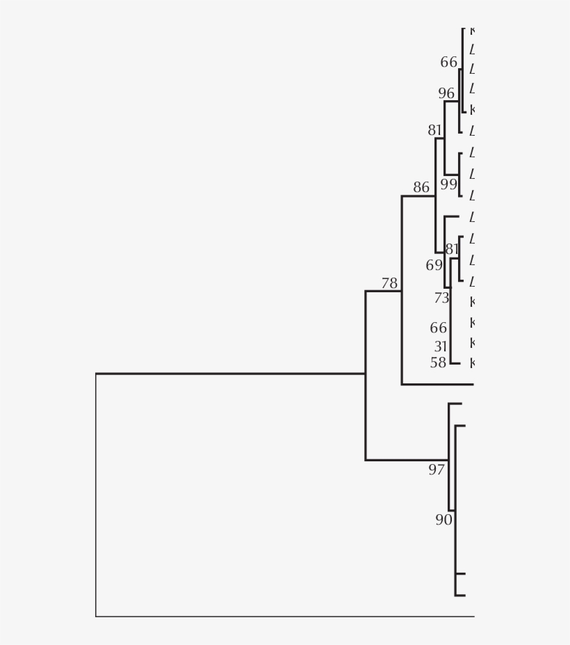 Transcribed Spacer 1 Region Of The Ribosomal Rna Gene - Diagram, transparent png