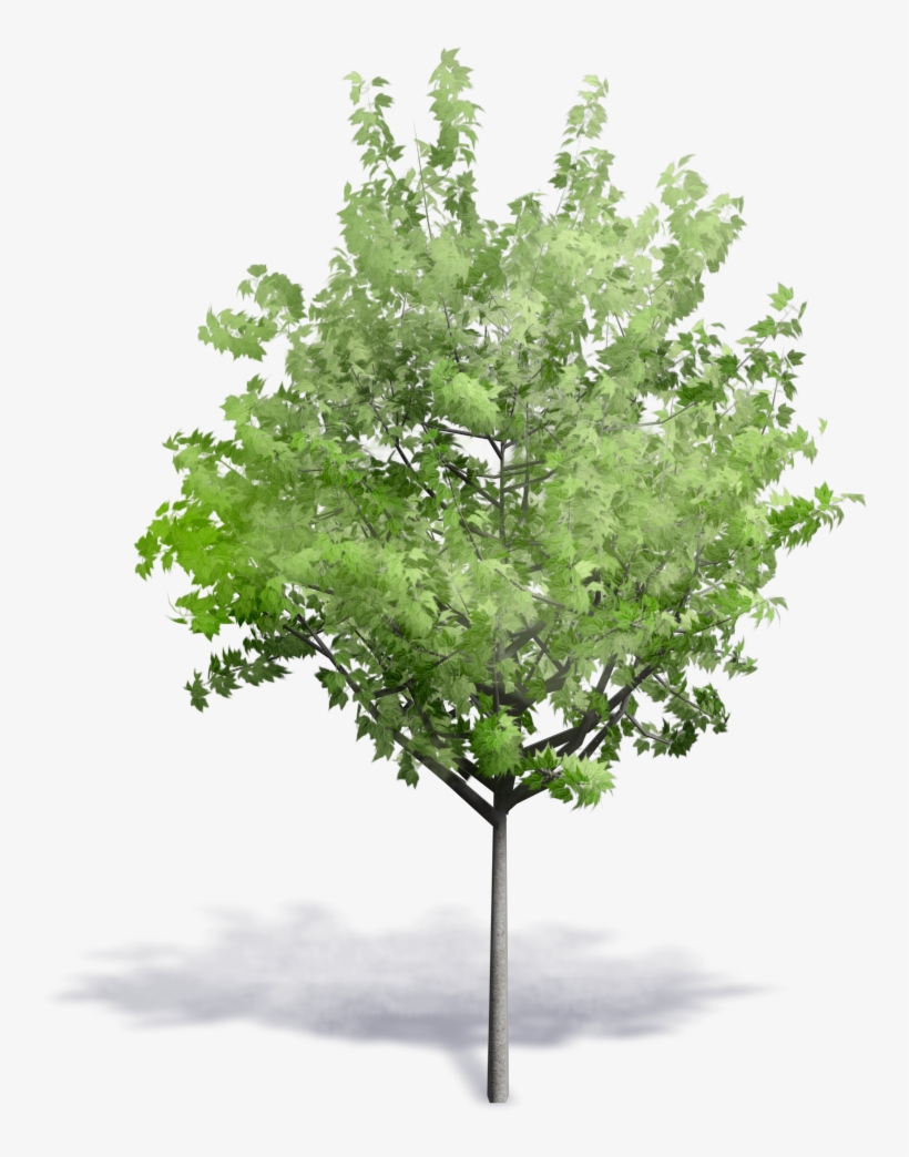 Generic Summer Tree - Fagus Sylvatica 3d Model, transparent png