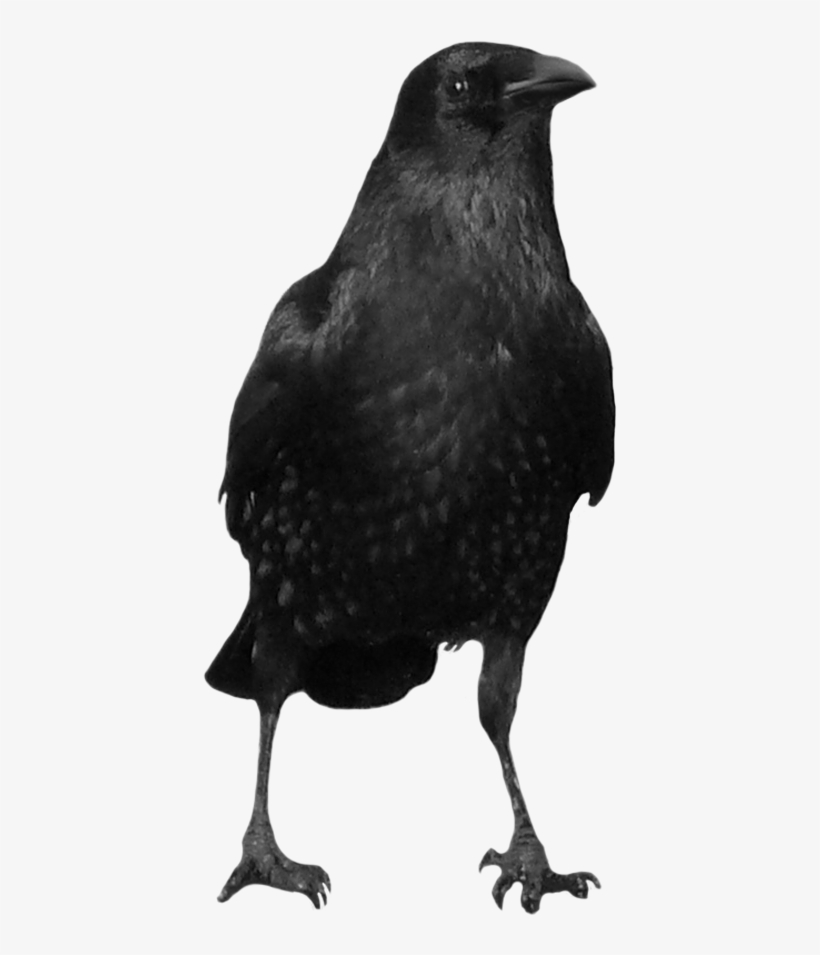 Crow Icon Clipart - Crow Png, transparent png